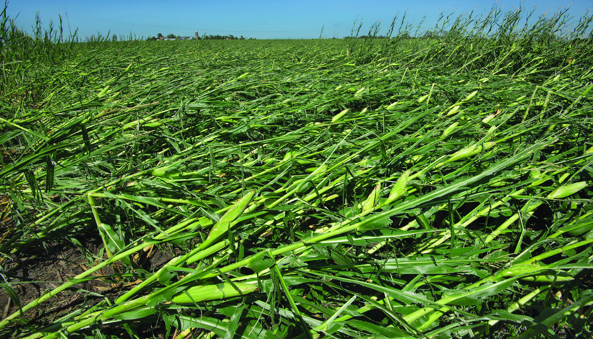 A flattened corn field